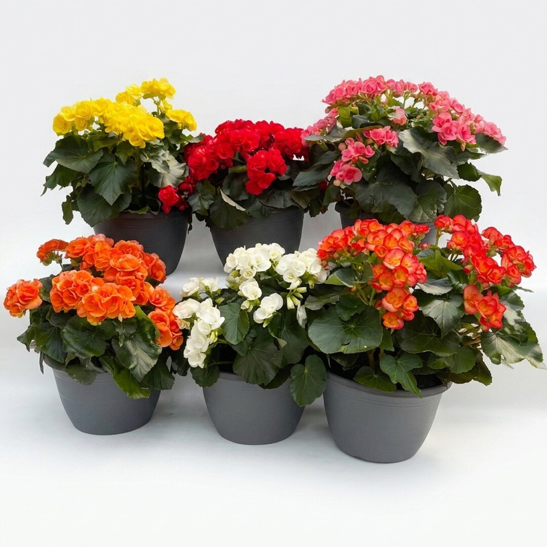begonia-01_67632.jpg