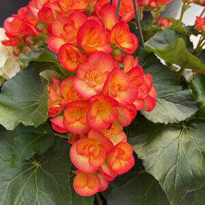 begonia-02_18773.jpg