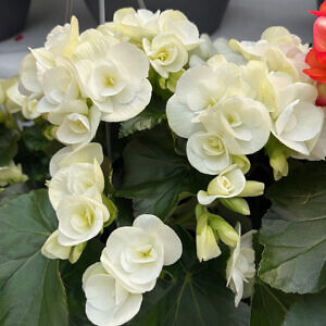 begonia-03_45831.jpg