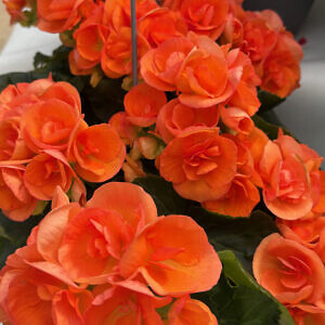 begonia-04_8740.jpg