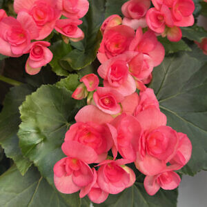 begonia-05_74605.jpg