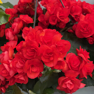 begonia-06_11275.jpg
