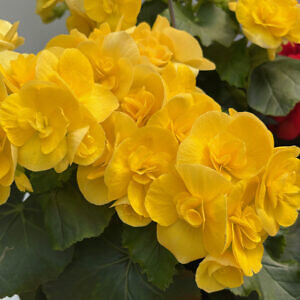 begonia-07_86519.jpg