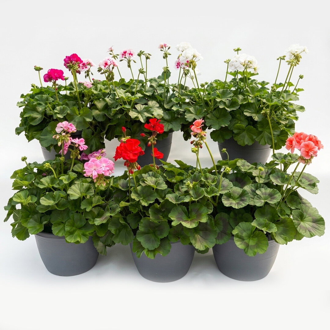 geranium-01_30660.jpg