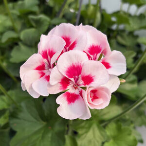 geranium-02_13154.jpg