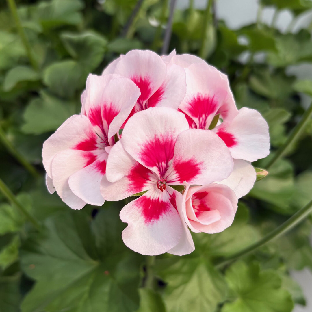 geranium-02_13154.jpg