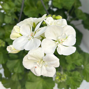 geranium-03_85387.jpg