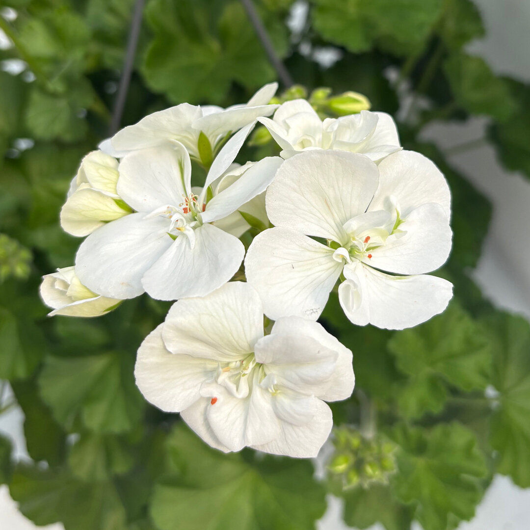 geranium-03_85387.jpg