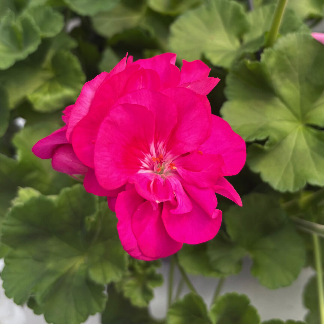 geranium-04_62572.jpg