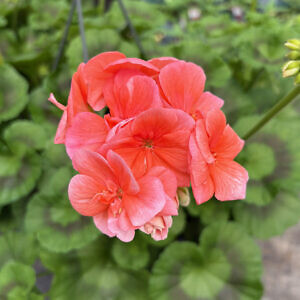 geranium-06_8088.jpg