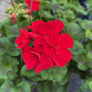 geranium-07_21103.jpg