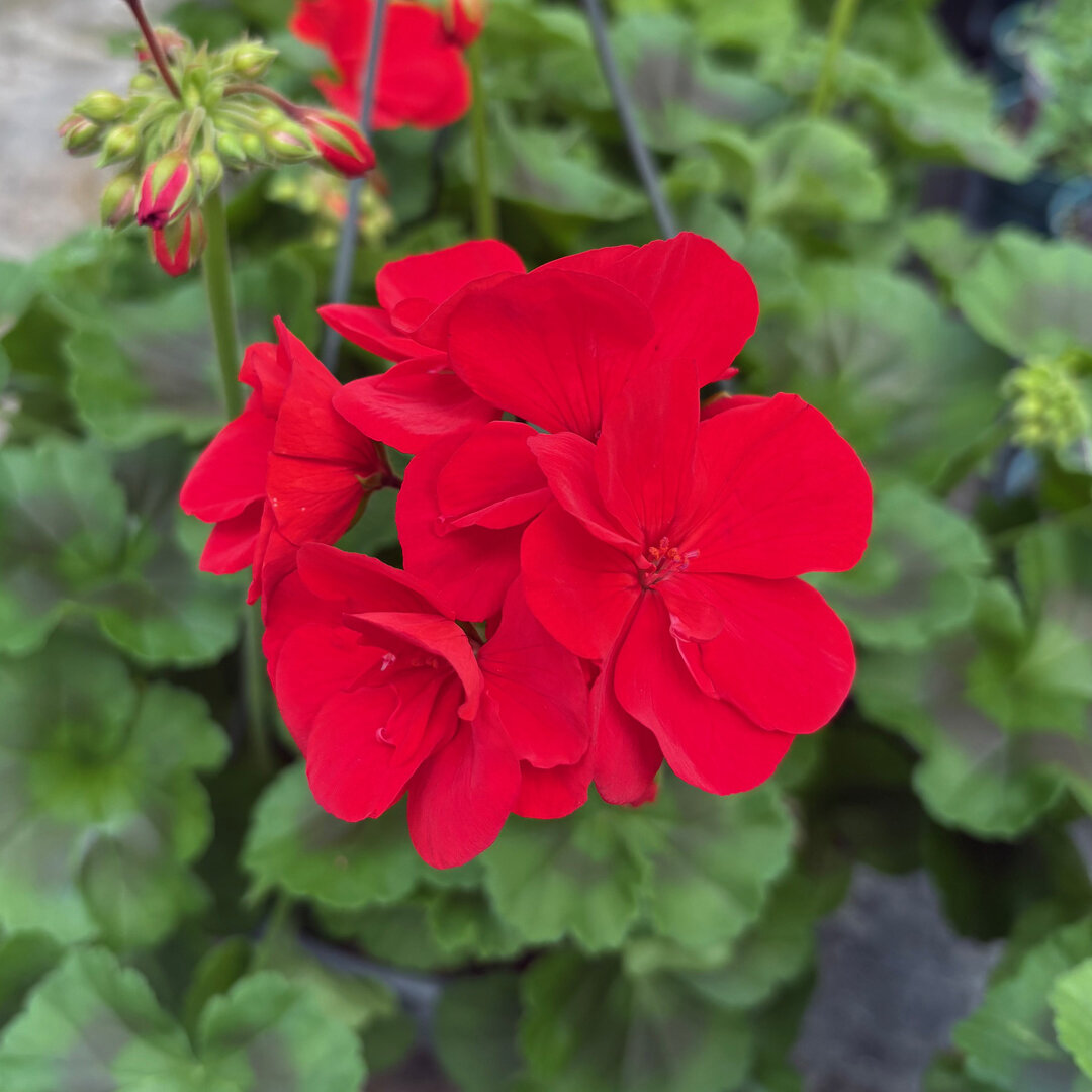geranium-07_21103.jpg