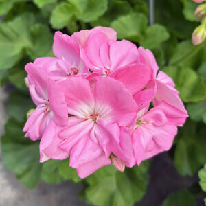 geranium-08_75866.jpg