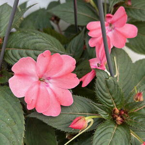 sunpatiens02_68568.jpg