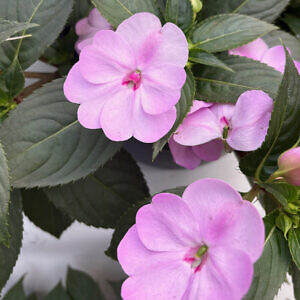 sunpatiens03_1635.jpg