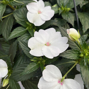 sunpatiens04_79806.jpg