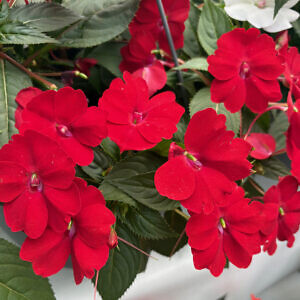 sunpatiens05_80463.jpg