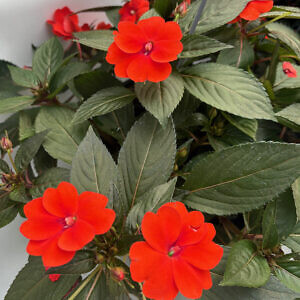 sunpatiens06_75312.jpg