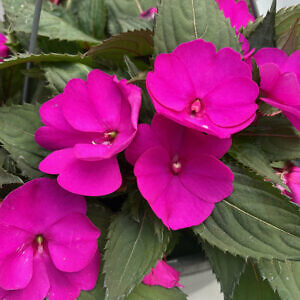 sunpatiens07_52636.jpg